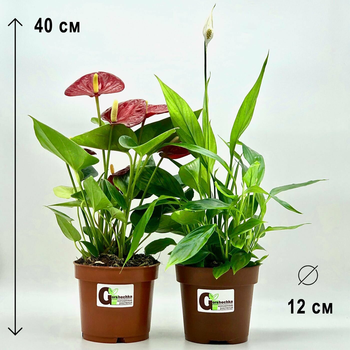Набор 2 растения: Антуриум красный Спатифиллум высота 30-40см