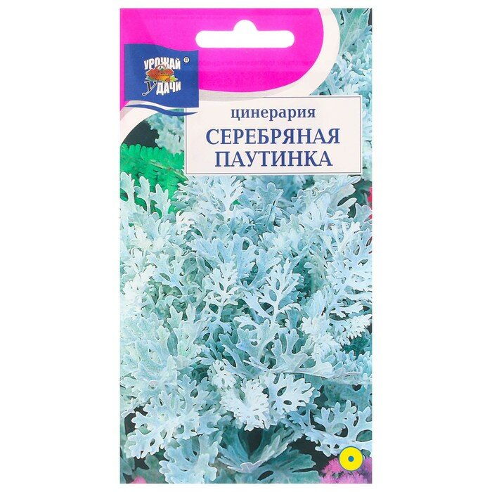 Семена цветов Цинерария серебряная паутинка 01 г. (2 шт)