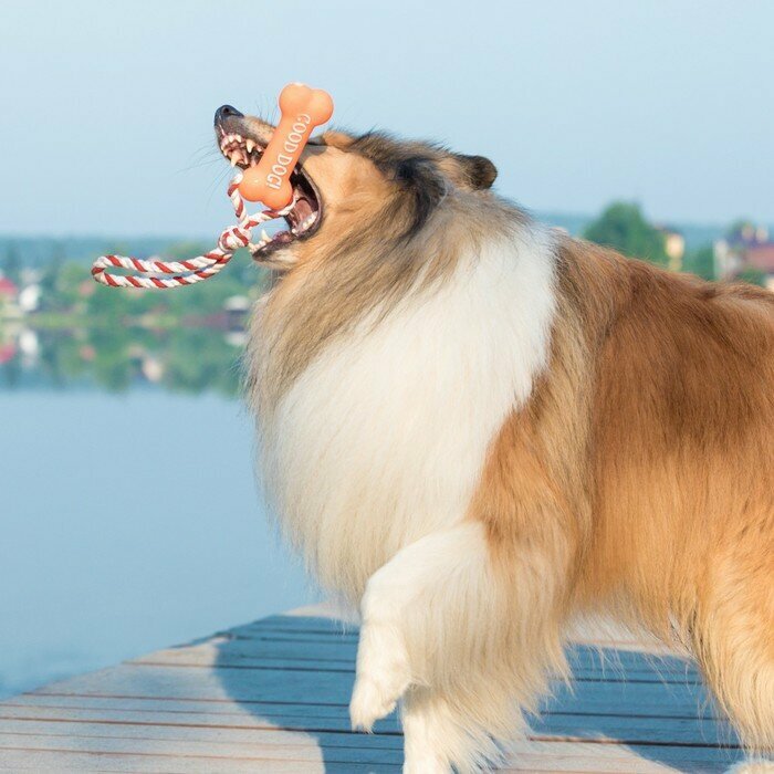 Пижон Игрушка резиновая "Кость" (14 см) с ручкой из каната для собак, до 37 см, микс цветов - фотография № 8