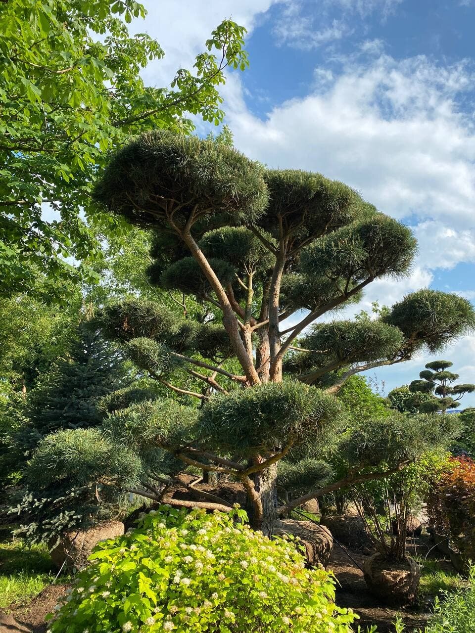 Сосна обыкновенная (ниваки) | Pinus Sylvestris Bonsai - Копанный - 350-400 (см) - WRB