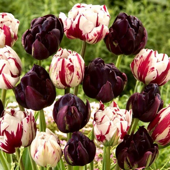 Holland Bulbs Набор 20 тюльпанов махровых! (20 луковиц)