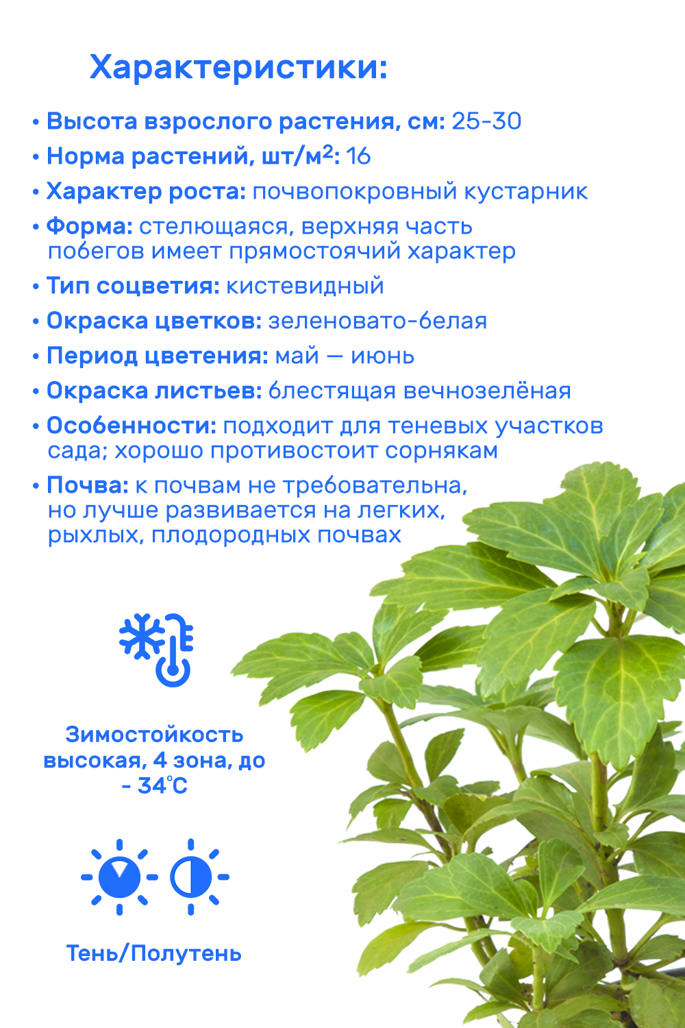 Пахизандра 20-40 в пластиковом горшке 1-3 л саженец лиственное живое растение