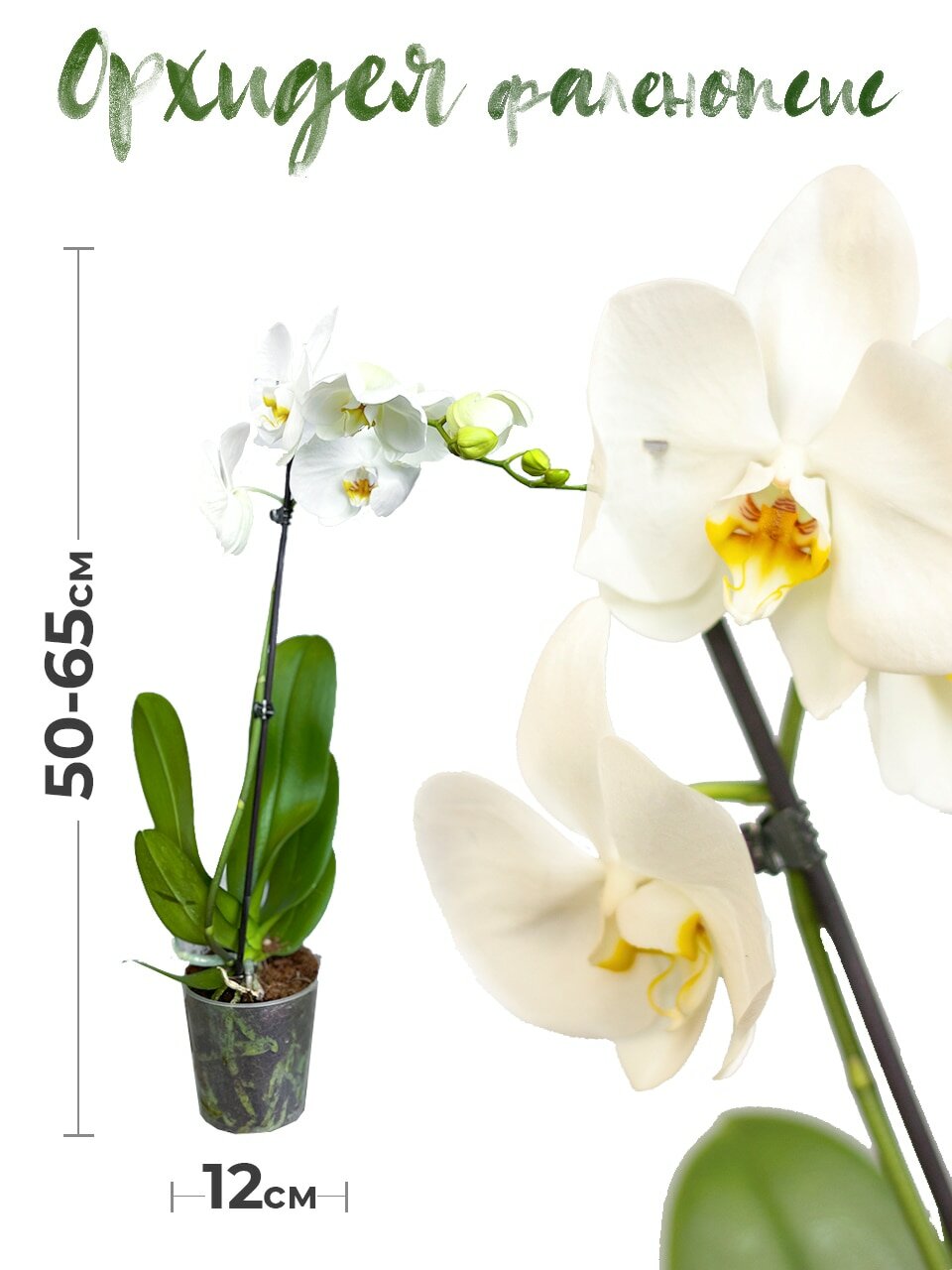 Растение комнатное GRIN Store Орхидея фаленопсис 1 ствол 12 дм живой цветок в горшке для декора дома и офиса  белая РС00001
