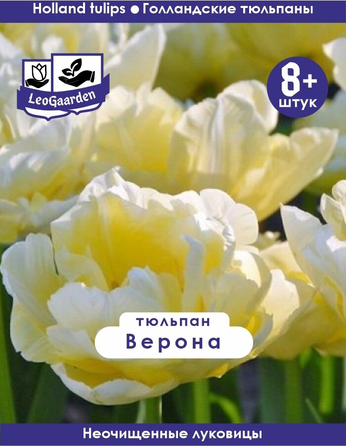 Тюльпан Луковица Верона 8+ шт