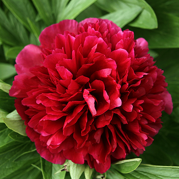 Пион молочноцветковый Double Red Саженцы С2 (2 литра) ЗКС - Цветы многолетние