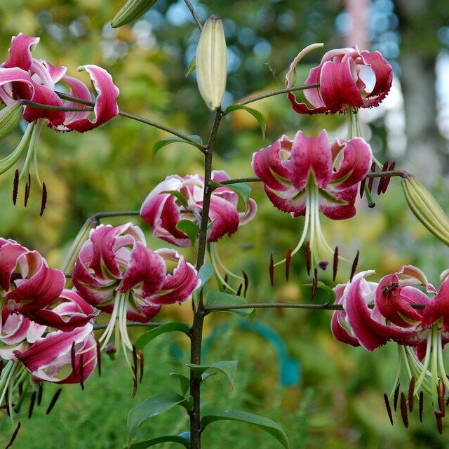 Лилия Блэк Бьюти (1 луковица). Holland Bulbs (Голландия). - фотография № 2