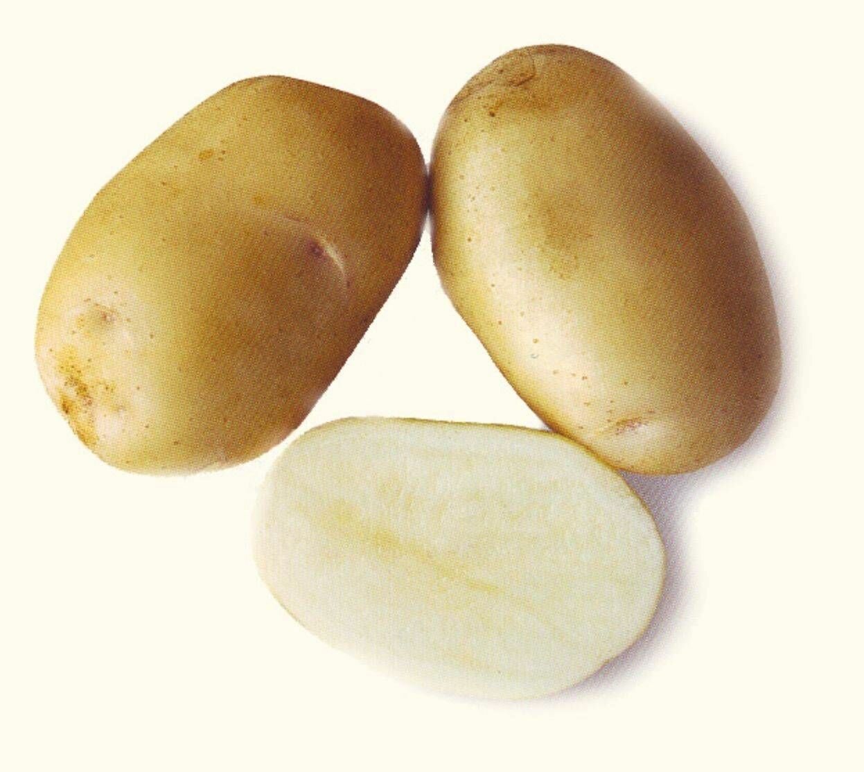 Семенной селекционный картофель удача Суперэлита 3 кг - фотография № 3