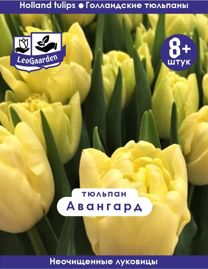 Тюльпан Луковица Авангард 8+ шт