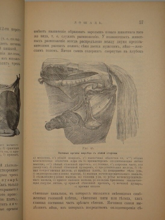 "Иллюстрированный гомеопатический лечебник для домашних животных. Руководство к предупреждению и гомеопатическому лечению болезней лошадей, рогатого скота, овец, свиней, собак и домашней птицы". Вильм - фотография № 10