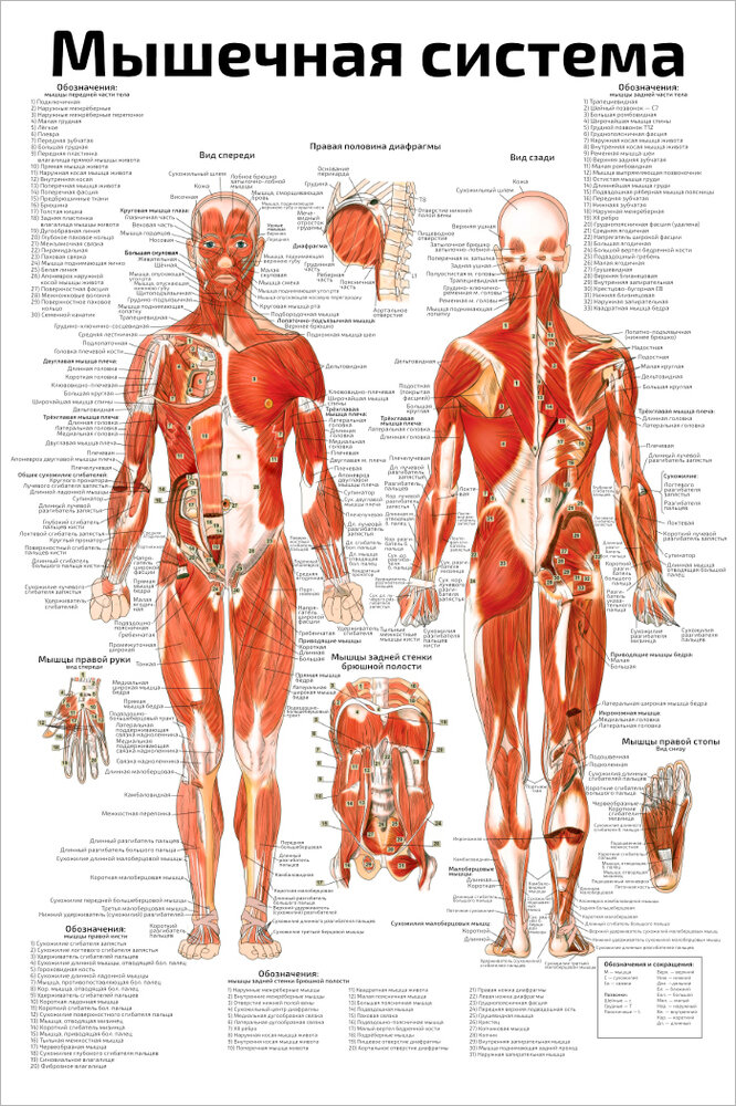 Плакат Квинг Мышечная система человека ALL ламинированный 457×610 мм ≈ (А2)
