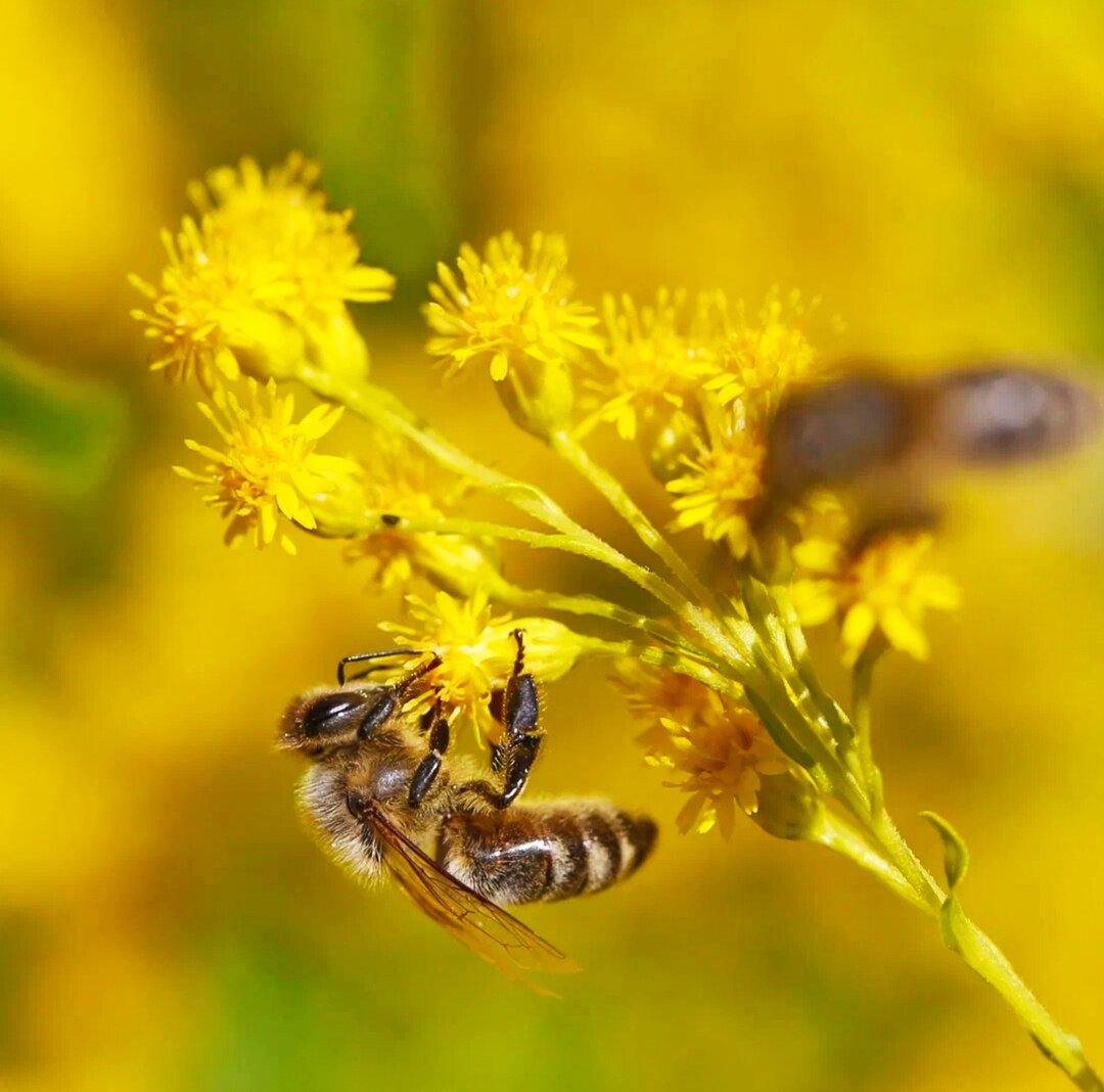 Забрус пчелиный / медовые срезы пчелиных сот. - фотография № 12