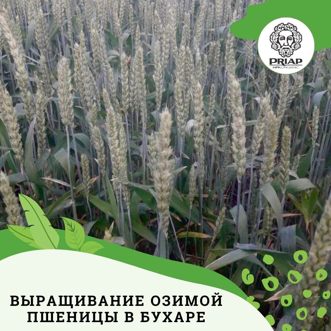 Органический Биокомплекс PLODAR микро проращиватель для всех семян и ростков. Основа каждого Урожая. - фотография № 13