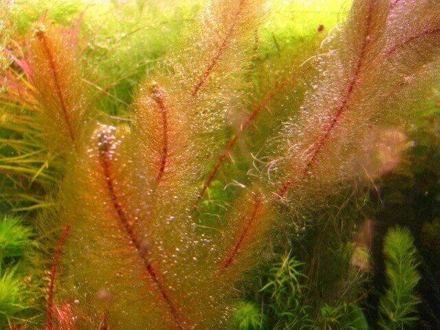 Красный перистолистник, Перистолистник клубеньковый (Myriophyllum tuberculatum)