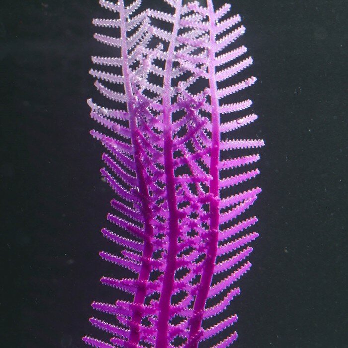 Растение силиконовое аквариумное, светящееся в темноте, 4,5 х 15 см, фиолетовое - фотография № 2