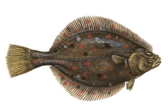 Камбала глоссе (азовская). 1 кг. Заморозка AEF. Рыба.