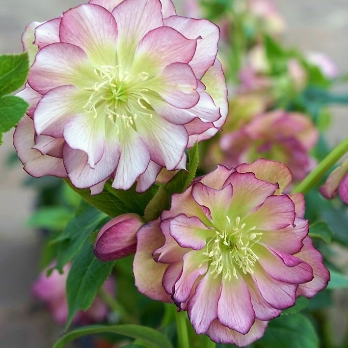 Морозник восточный Дабл Эллен Пикоти (Helleborus orientalis Double Ellen Picotee) саженцы