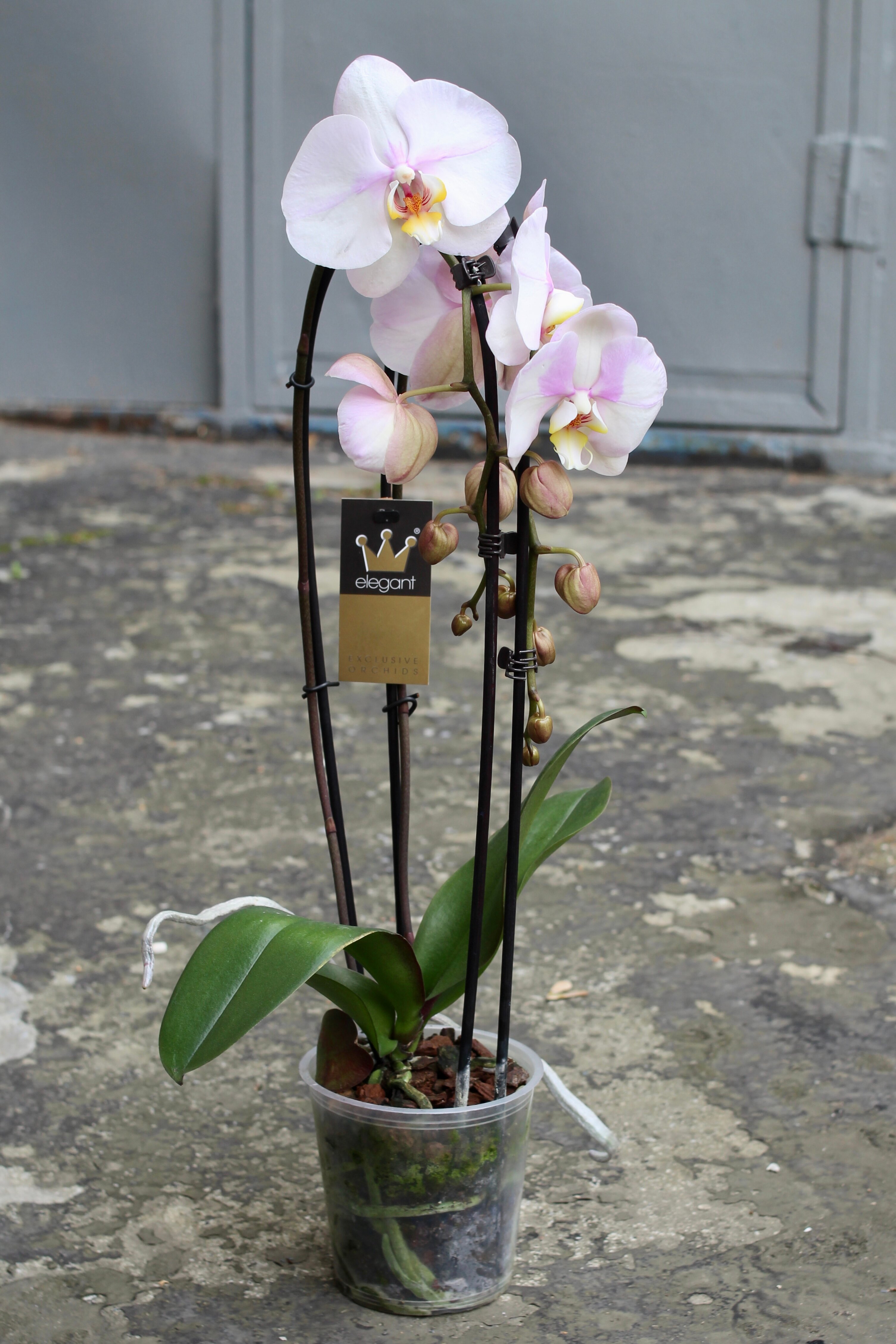 Орхидея Фаленопсис Каскад Нежная Лаванда (D-12 H-50)