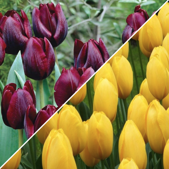 Holland Bulbs Набор 25 тюльпанов (25 луковиц)