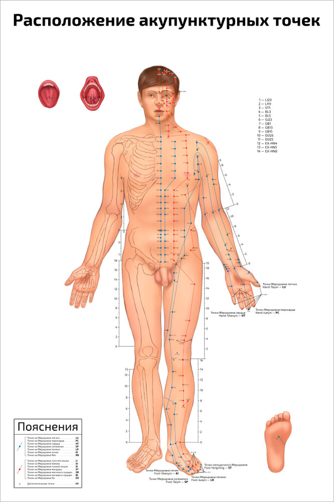 Плакат Квинг Расположение акупунктурных точек: мужчина-фаз ламинированный 457×610 мм ≈ (А2)