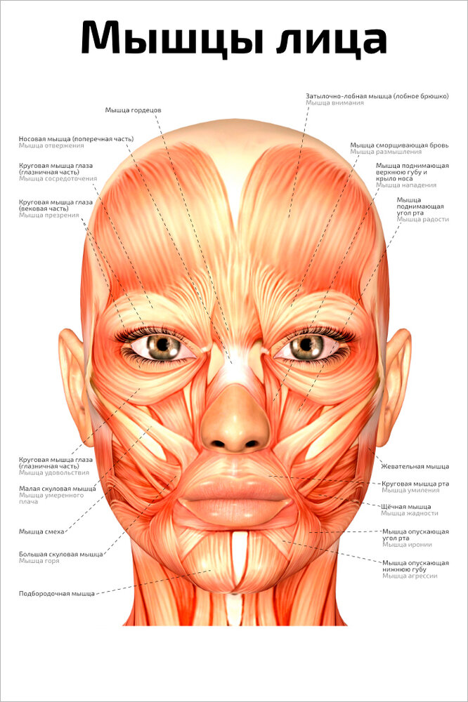 Плакат Квинг Мышцы лица ламинированный 457×610 мм ≈ (А2)