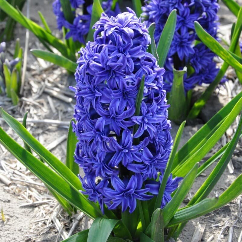 Гиацинт Кристал Пэлас (1 луковица). Holland Bulbs (Голландия).