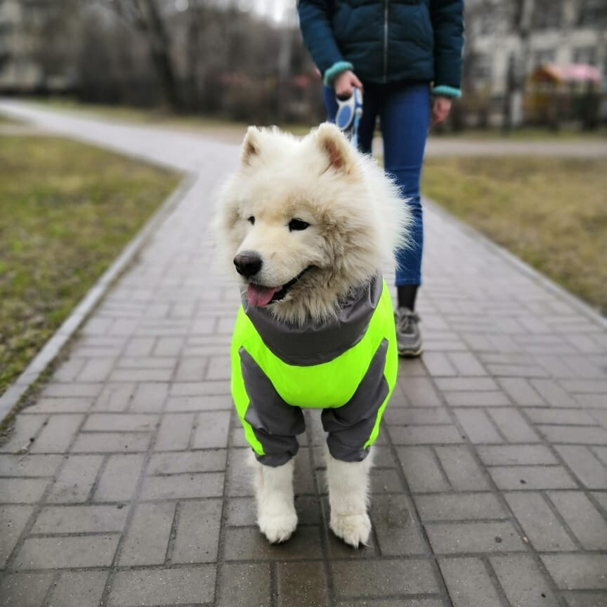 Комбинезон-дождевик демисезонный для собак White Wolf вырез на мальчика лимонный-серый - фотография № 6