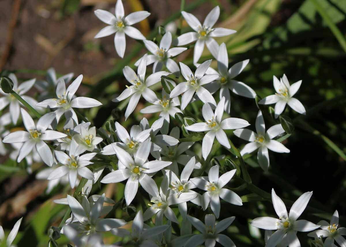 Птицемлечник (Ornithogalum) - луковичный многолетник I 15 луковиц в диаметре по 1,5-2,5 см. - фотография № 7