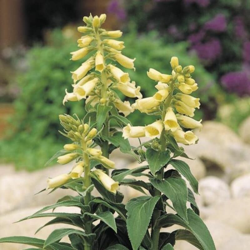 Наперстянка желтая (лат. Digitalis lutea) семена 250 шт + подарочек