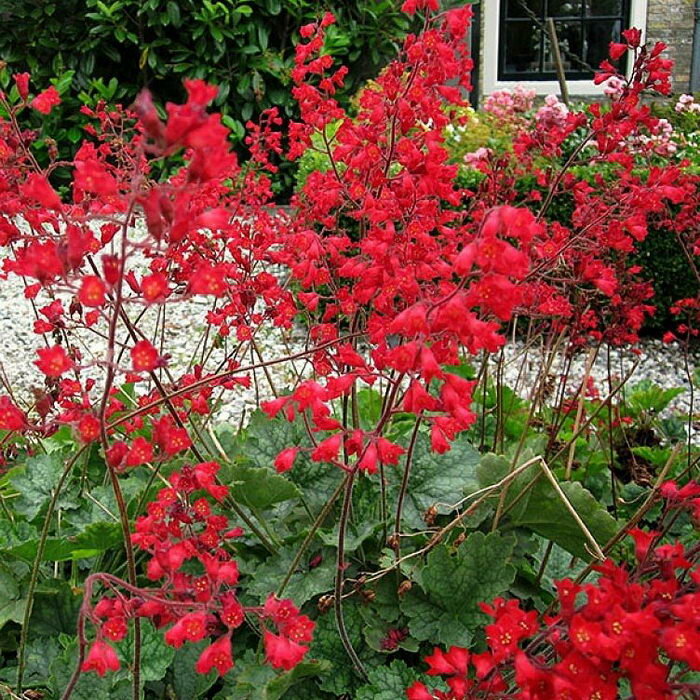 Гейхера Кроваво-красная Спленденс (Heuchera sanguinea) - набор из 8 штук Саженец/Разбор 1/Открытая (корень)