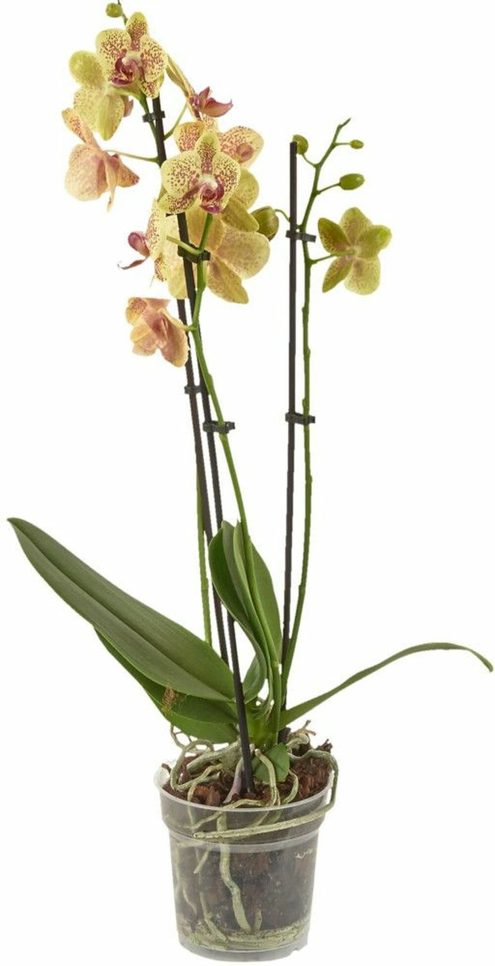Растение Орхидея Фаленоспис 3 ветки 60 см