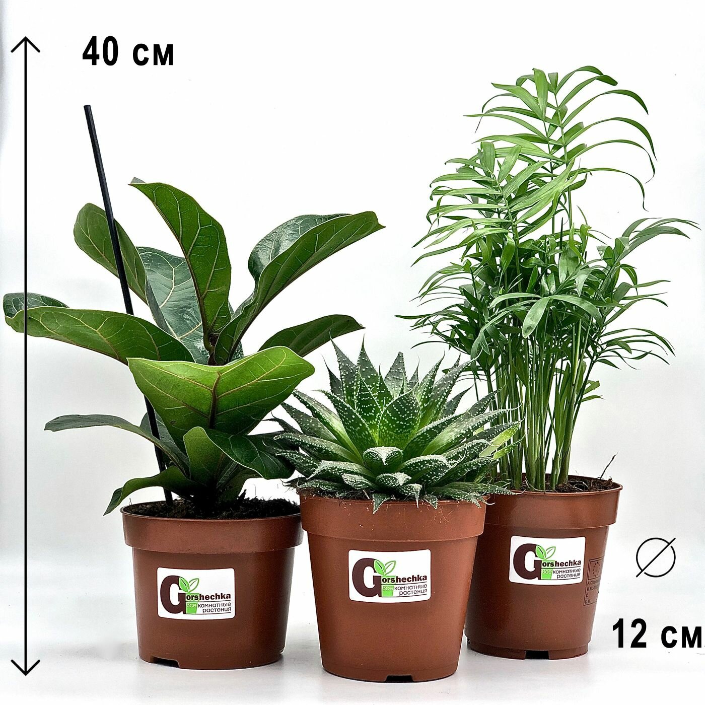 Набор 3 растения: Фикус Лирата Бамбино Алоэ Остистое Хамедорея высота 15-40см