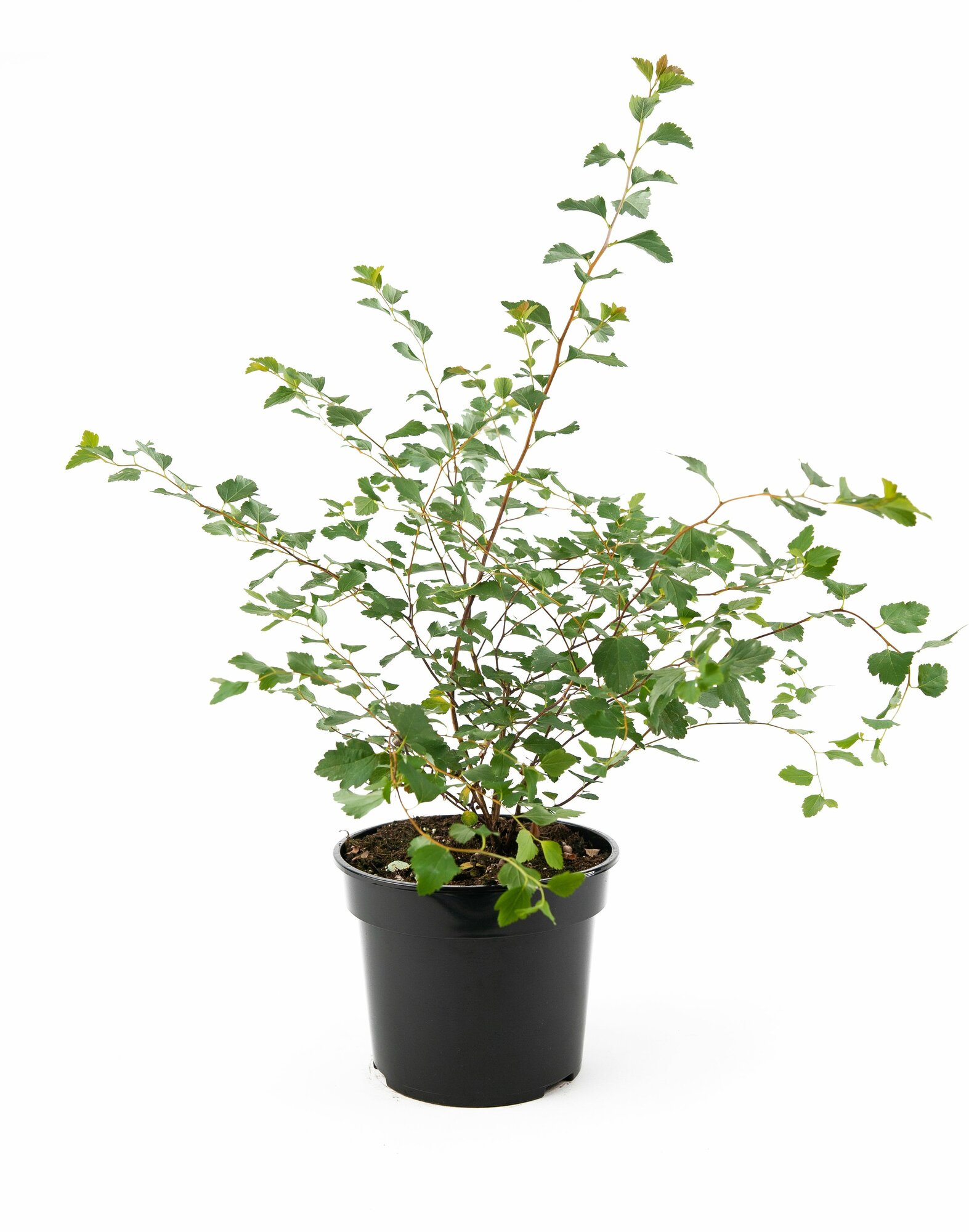 Растение Спирея Вангутта С3 H30-50