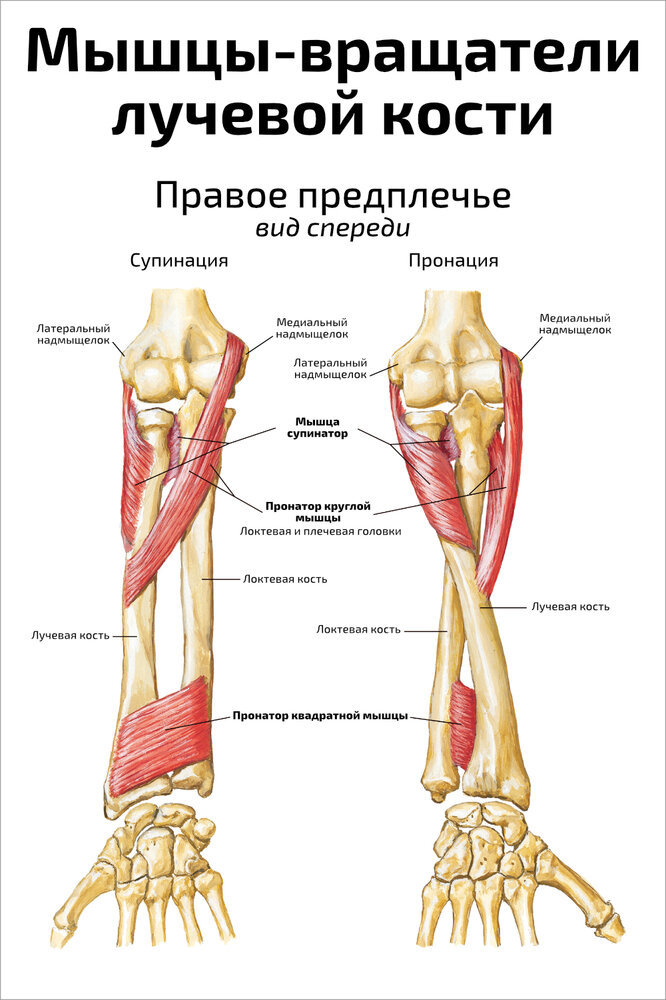 Плакат Квинг Мышцы-вращатели  лучевой кости ламинированный 457×610 мм ≈ (А2)