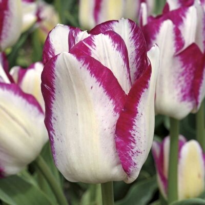 Тюльпан Обыкновенный Аффэр (Tulipa) - набор из 10 штук Луковицы/Разбор 10/12/Открытая (ОКС)