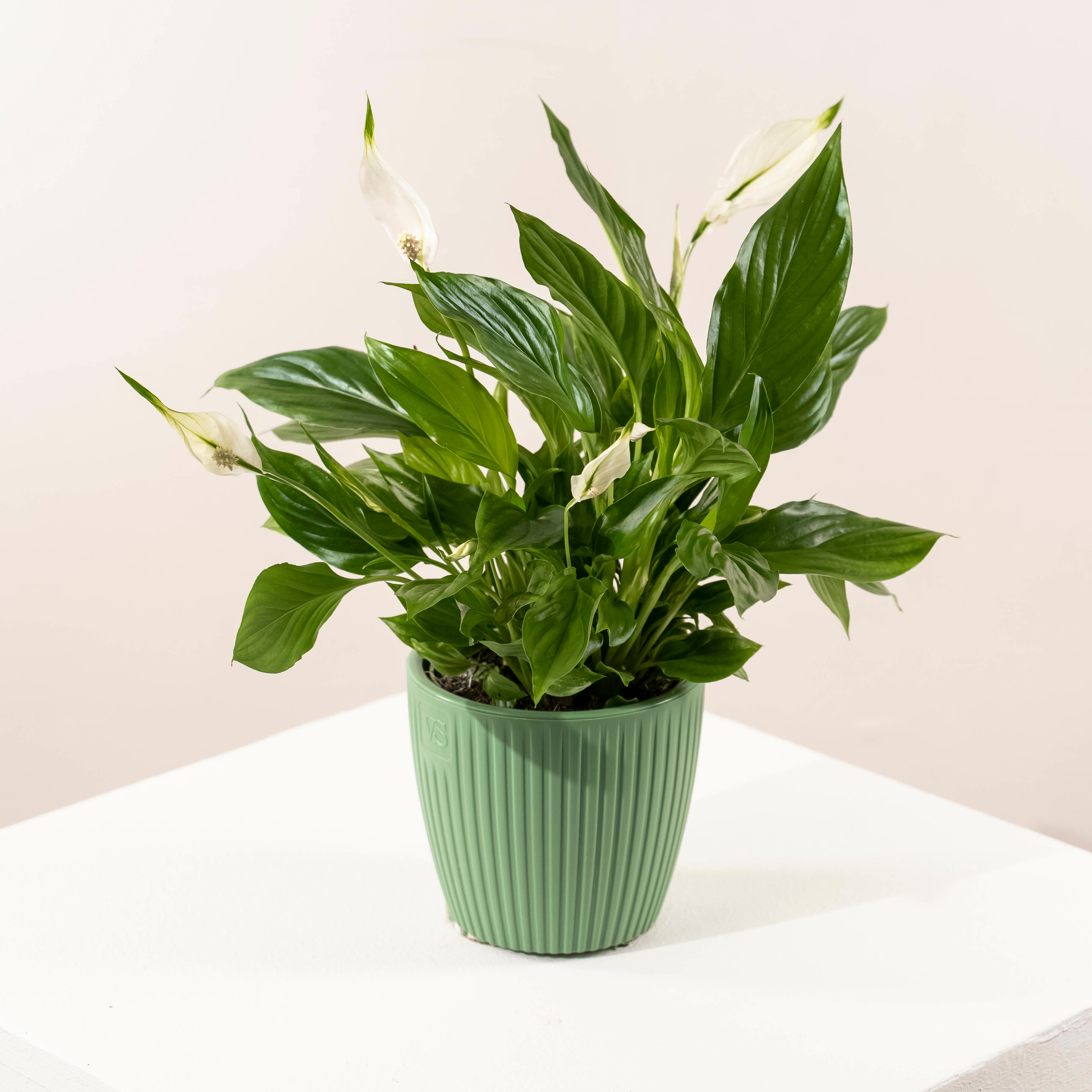 Комнатное растение спатифиллум в стильном кашпо высота 40 см