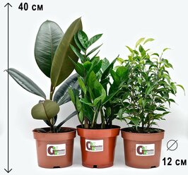 Набор 3 растения (d12): Замиокулькас, Фикус Бенджамина Наташа, Фикус Эластика , высота 30-35см