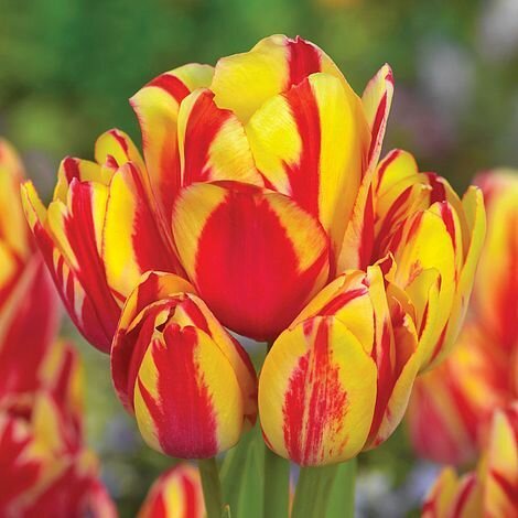 Тюльпан Многоцветный Уандер Клаб (Tulipa) - набор из 10 штук Луковицы/Разбор 10/12/Открытая (ОКС)