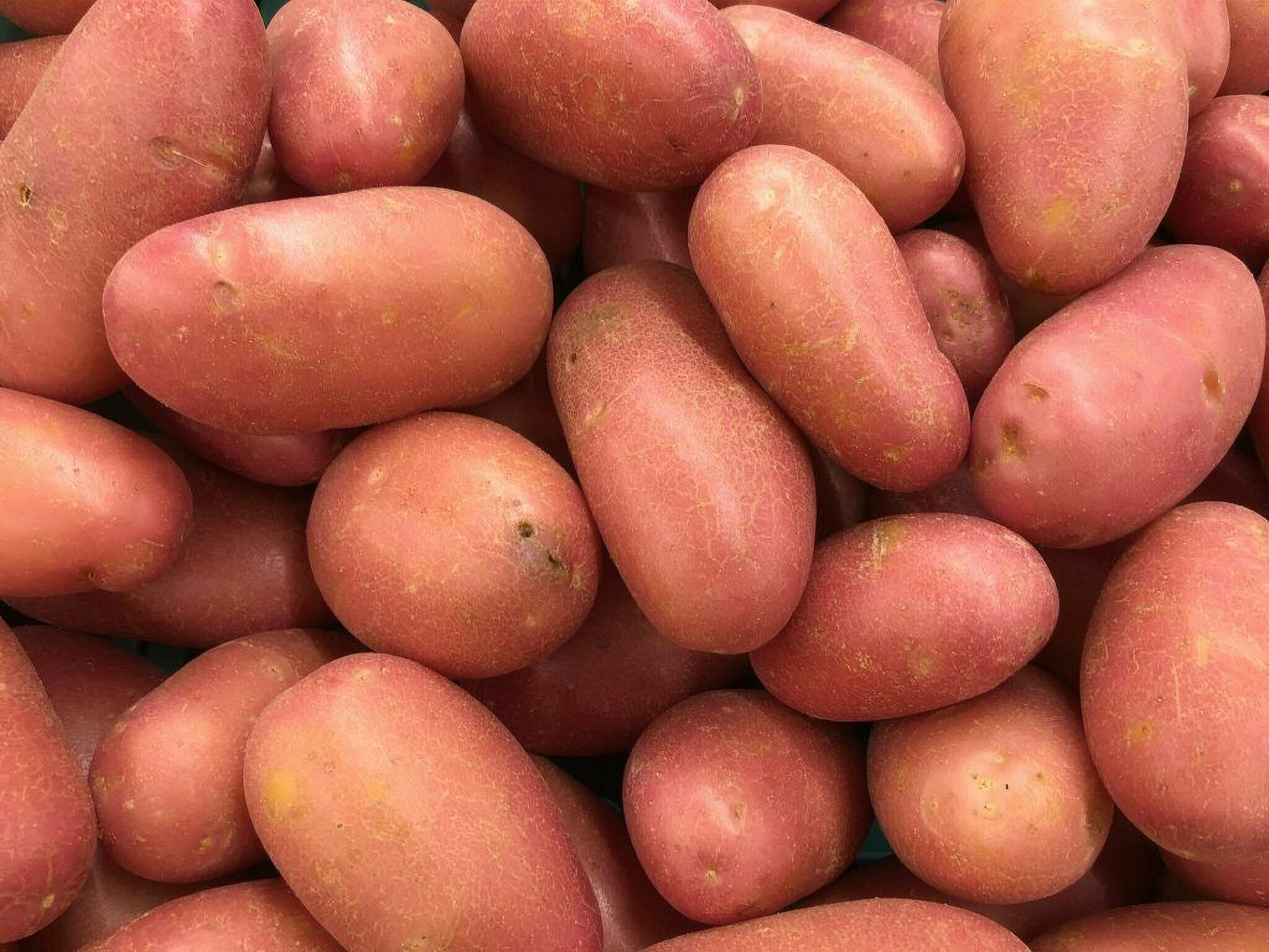 Клубни картофеля сорта Беллароза семенной, в сетке 2 кг, для посадкивысочайшего качества, обладает устойчивостью к большинству болезней, цена957 руб. купить в Прибрежном