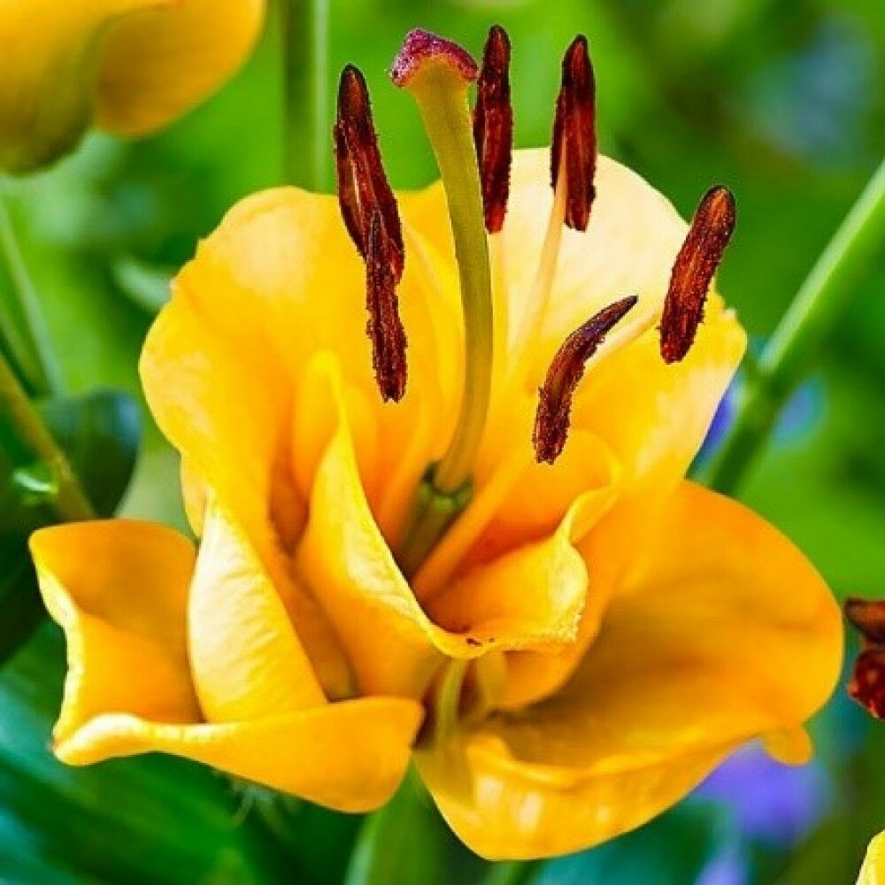 Луковица лилии сорт "Абрикосовый фадж" размер 18/20 - фотография № 2