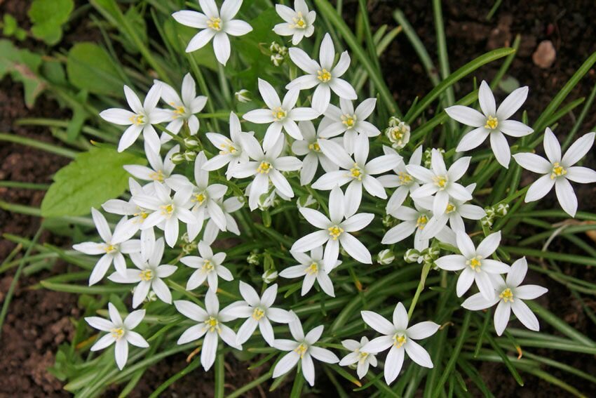 Птицемлечник (Ornithogalum) - луковичный многолетник I 15 луковиц в диаметре по 1,5-2,5 см. - фотография № 5