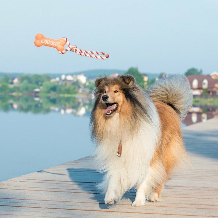 Пижон Игрушка резиновая "Кость" (14 см) с ручкой из каната для собак, до 37 см, микс цветов - фотография № 9