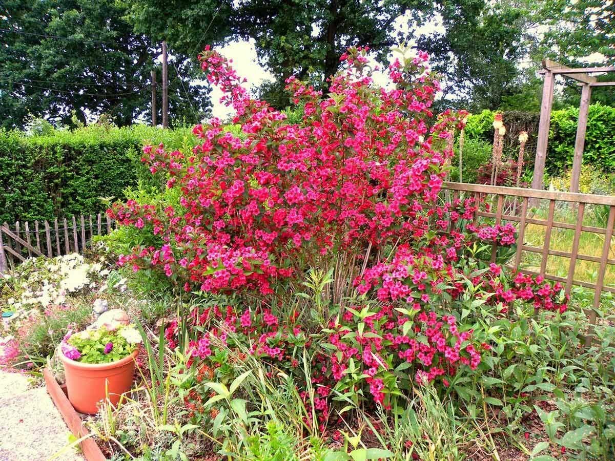 Вейгела цветущая гибридная Бристоль Руби (Weigela hybrida Bristol Ruby) саженцы