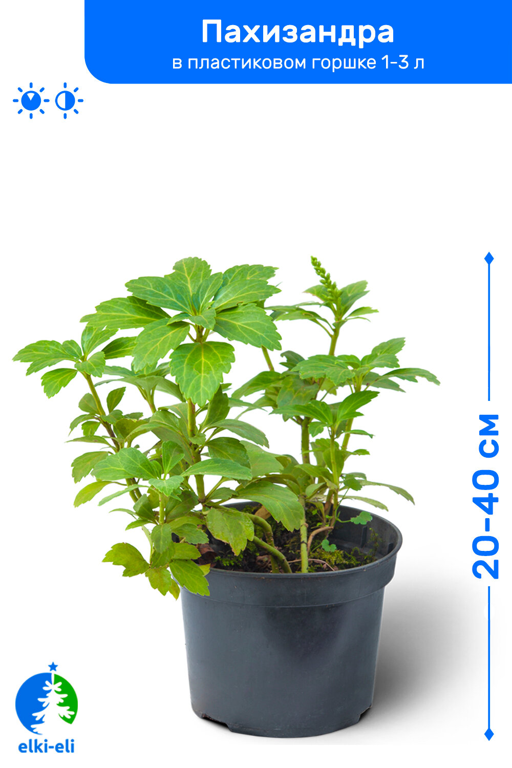 Пахизандра 20-40 см в пластиковом горшке 1-3 л саженец лиственное живое растение