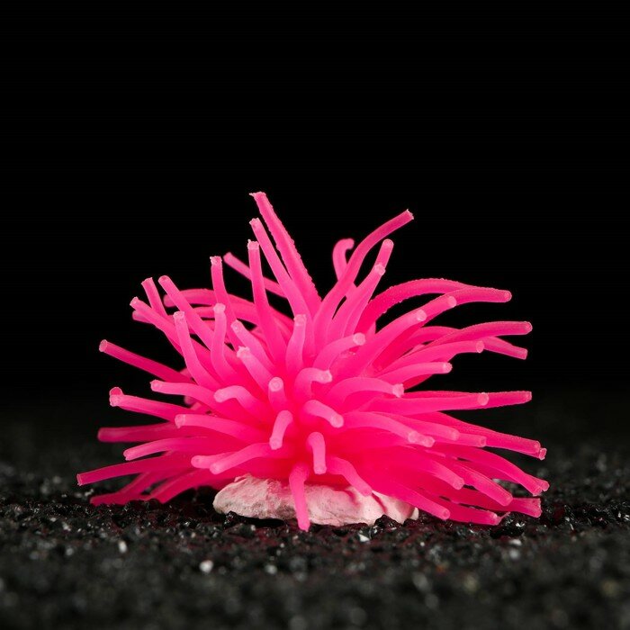 Декоративный анемон для аквариума, 8 х 5 см, розовый - фотография № 1