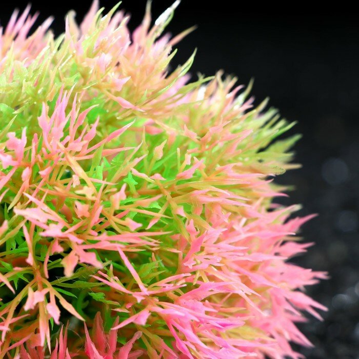 Растение - шар для аквариума, 13 см, розовое - фотография № 2