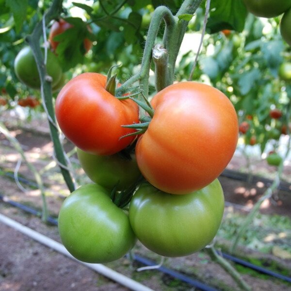 Белфаст F1 - семена томатов, 5 семян, Enza Zaden