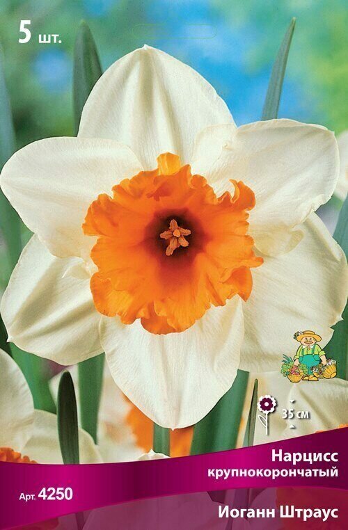 Нарцисс крупнокорончатый Иоганн Штраус (Narcissus Johann Strauss), в уп. 5 шт