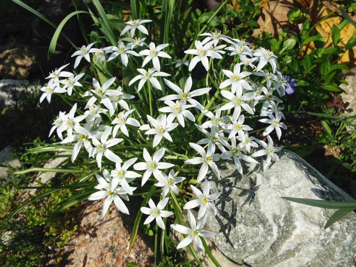 Птицемлечник (Ornithogalum) - луковичный многолетник I 15 луковиц в диаметре по 1,5-2,5 см. - фотография № 4