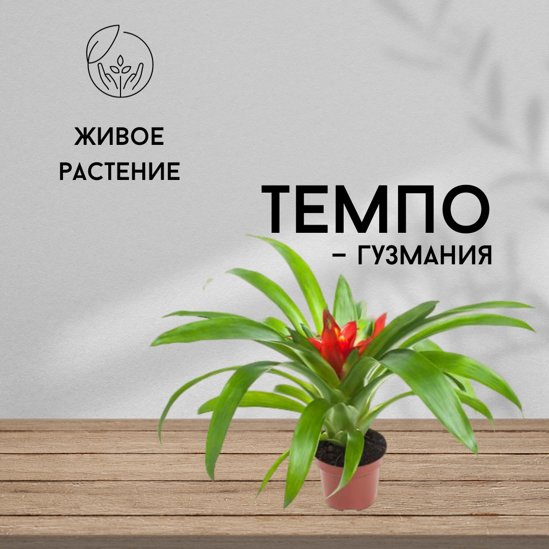 Гузмания Темпо живое комнатное растение диаметр 9 см