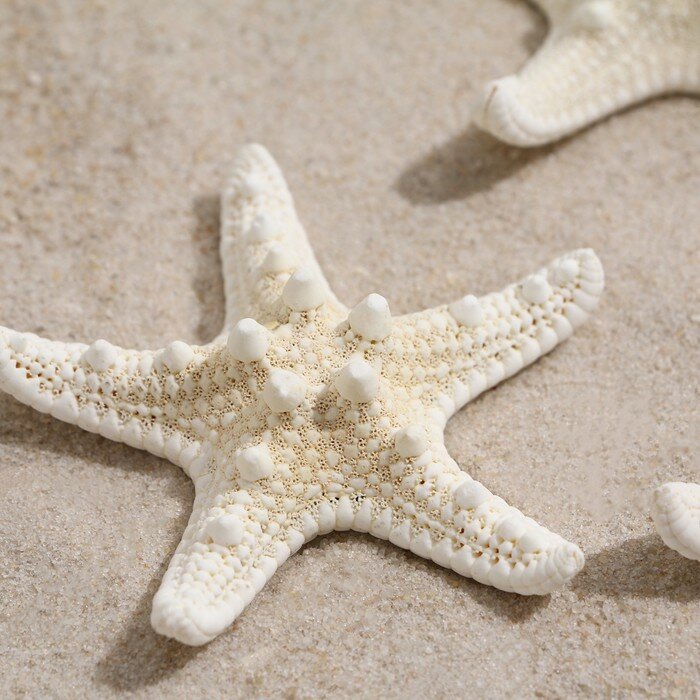 Набор из 3 морских звезд, размер каждой 5-10 см, белые - фотография № 3